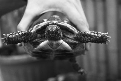 Close-up of hand holding a turtle