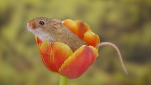 Close-up of hummingbird on flower