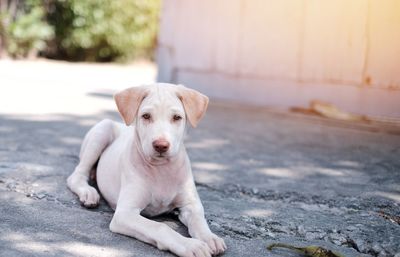 Portrait of dog sitting outdoors