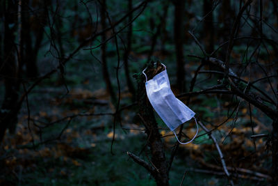 Dead plant hanging on tree in forest