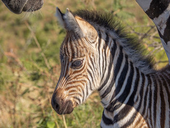 Close-up of a elephant