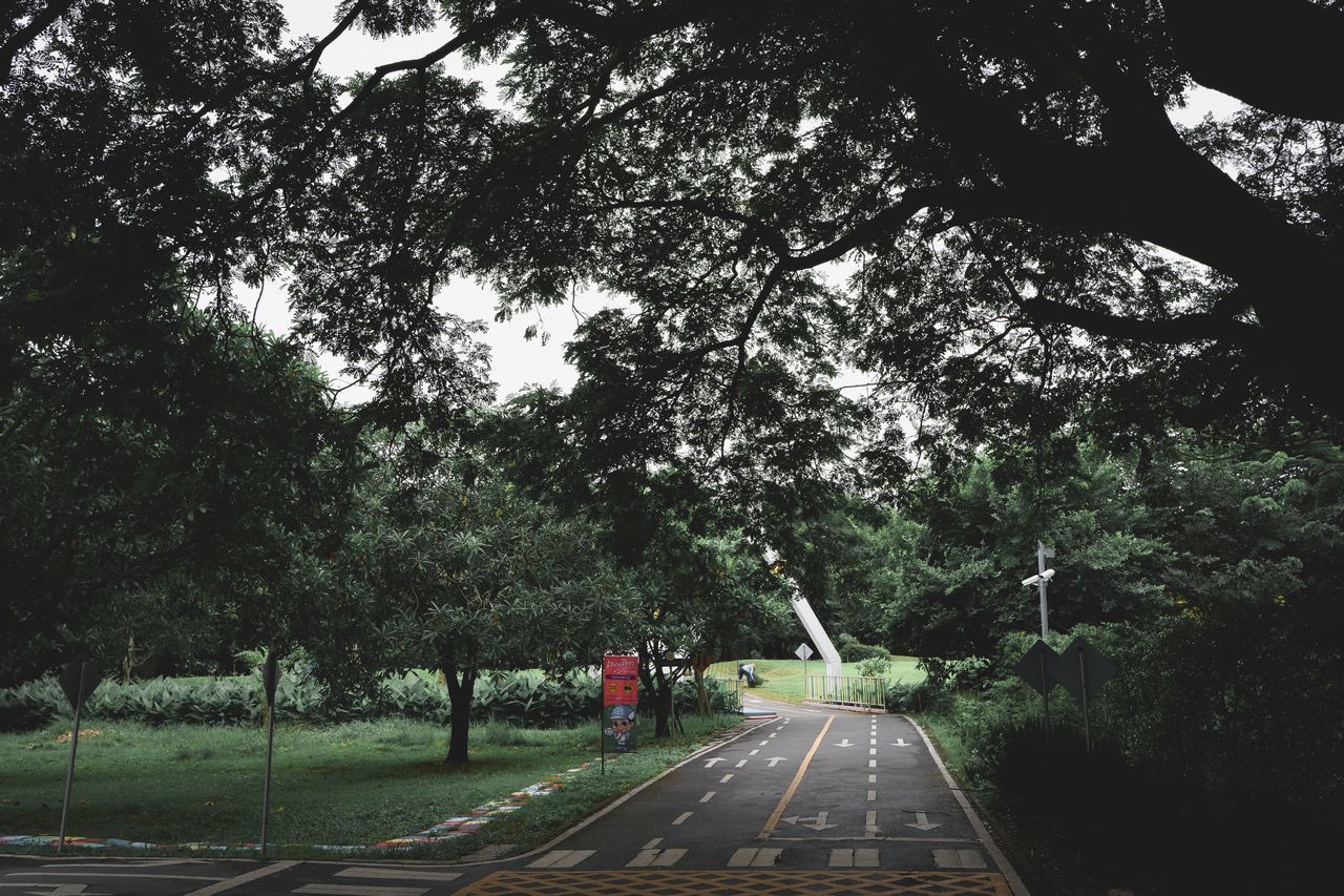 STREET AMIDST TREES