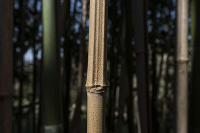 Close-up of bamboo in forest