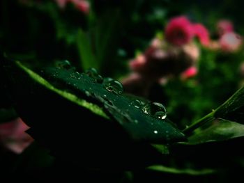 Close-up of water drops on leaves