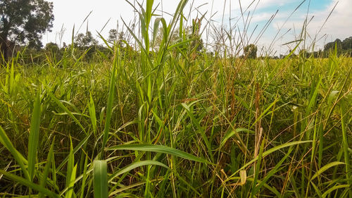 Crops growing on field against sky