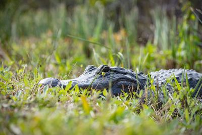 Close-up of gator on grass