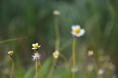 Close-up of flowers blooming in field