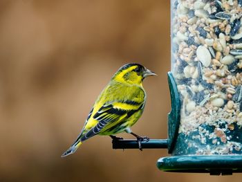 Close-up of yellow bird by feeder