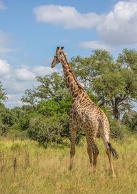 Giraffe in a field