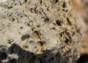 Close-up of lizard on rock