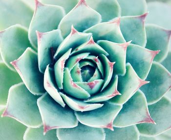 Close-up of prickly pear cactus