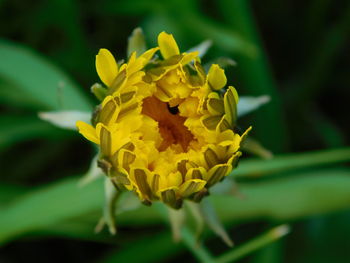 Close-up of yellow flowering plant