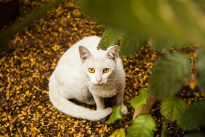 Portrait of a cat