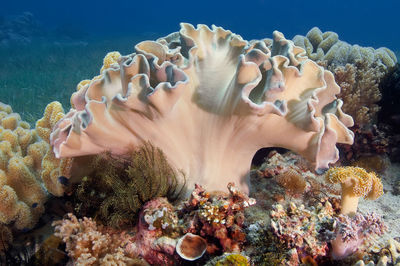 Close-up of coral in sea