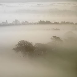 Scenic view of tree against sky in foggy weather