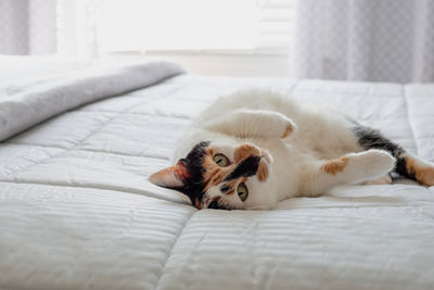 Cat lying on bed at home