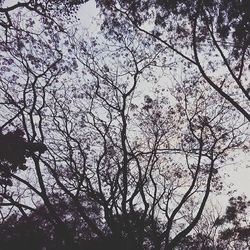 Low angle view of bare trees against sky