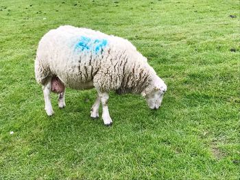 Close-up of sheep grazing on field