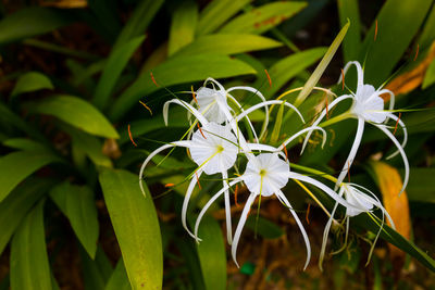 Close-up of white flowering plant