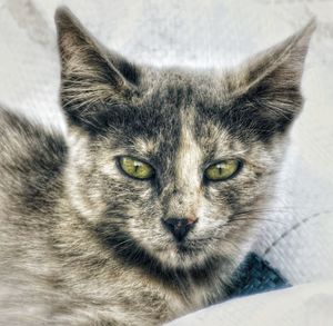 Close-up portrait of cat