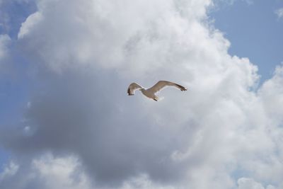 Low angle view of seagull flying in sky