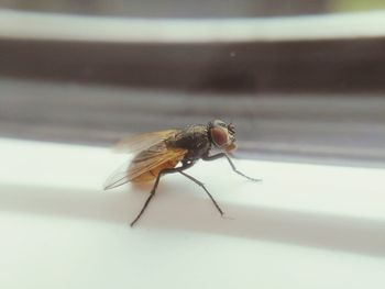 Close-up of fly