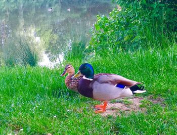 Ducks on a field