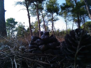 Low angle view of dead plants in forest