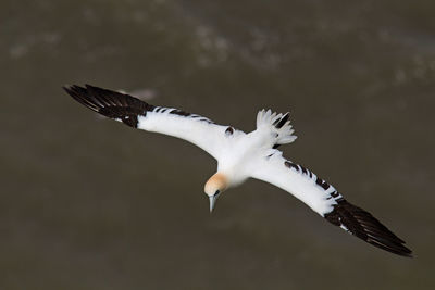 Close-up of seagull flying