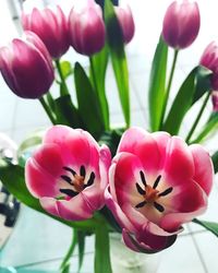 Close-up of pink tulips