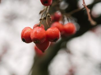 Close-up of red berries growing on tree