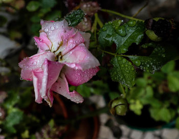 Close-up of raindrops on pink leaves