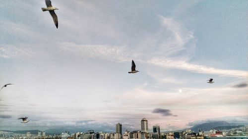 Low angle view of airplane flying in sky