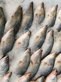 High angle view of fish for sale at market