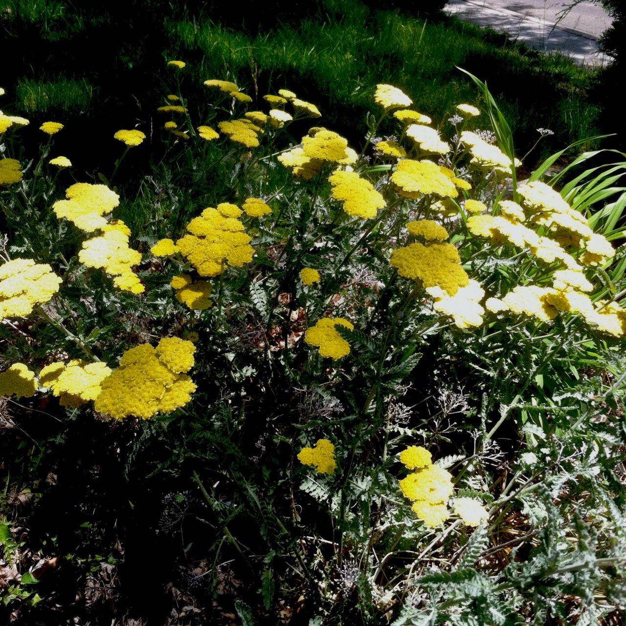 flower, growth, yellow, freshness, beauty in nature, high angle view, fragility, nature, plant, petal, blooming, field, in bloom, tranquility, green color, leaf, flower head, day, outdoors, no people