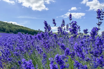 Close-up of purple flowering plants against sky