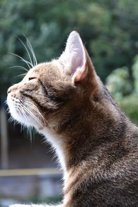 Close-up of a cat