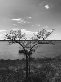 Bare tree on field against sky