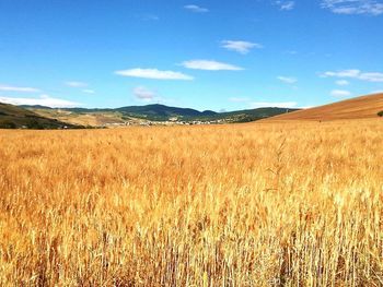 Scenic view of field against clear sky