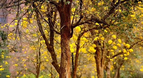 Low angle view of tree trunk