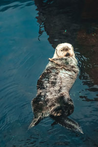 High angle view of otter in lake