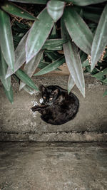 Close-up of black cat sitting on plant