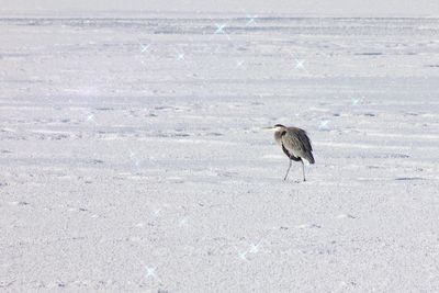 High angle view of bird perching on snow