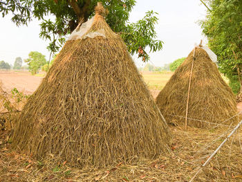 Trees growing in field