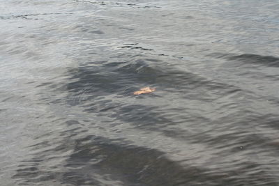 High angle view of ducks swimming in water