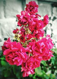 Close-up of pink flowers