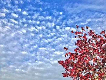 Low angle view of blooming tree against cloudy sky