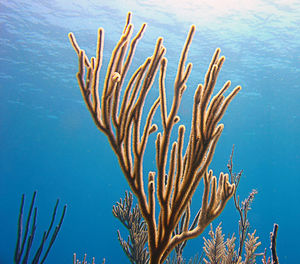 Soft corals in the caribbean sea