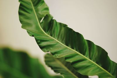 Close-up of fresh green leaves against sky