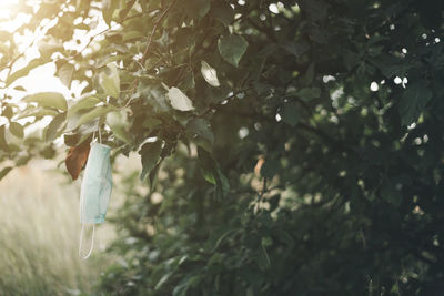 Low angle view of person hanging on tree